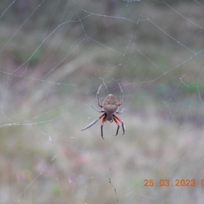 Hortophora transmarina at Oakdale, NSW - 24 Mar 2023 by bufferzone