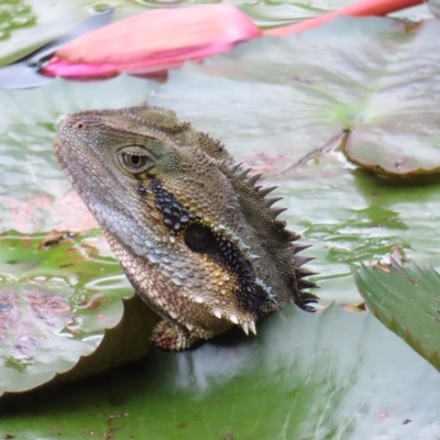 Intellagama lesueurii lesueurii (Eastern Water Dragon) at Brisbane City, QLD - 28 Mar 2023 by MatthewFrawley