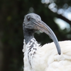 Threskiornis molucca (Australian White Ibis) at Brisbane City, QLD - 28 Mar 2023 by MatthewFrawley