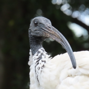 Threskiornis molucca at Brisbane City, QLD - 28 Mar 2023 08:19 AM