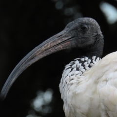 Threskiornis molucca at Brisbane City, QLD - 28 Mar 2023 08:19 AM