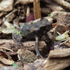 Rhinella marina at Brisbane City, QLD - 28 Mar 2023 by MatthewFrawley