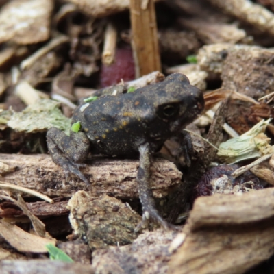 Unidentified Frog at Brisbane City Botanic Gardens - 27 Mar 2023 by MatthewFrawley