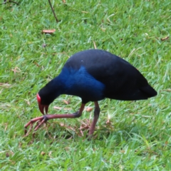 Porphyrio melanotus (Australasian Swamphen) at Brisbane City, QLD - 28 Mar 2023 by MatthewFrawley