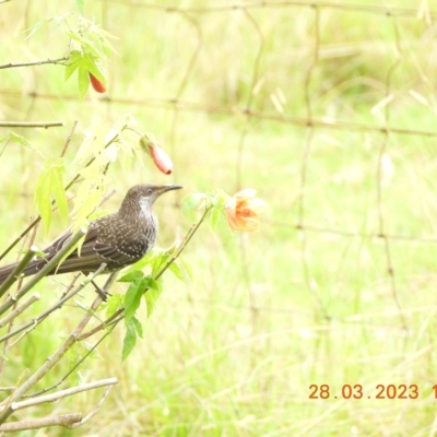 Anthochaera chrysoptera (Little Wattlebird) at Wollondilly Local Government Area - 27 Mar 2023 by bufferzone