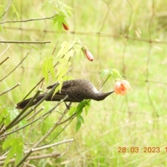 Anthochaera chrysoptera at Oakdale, NSW - 28 Mar 2023