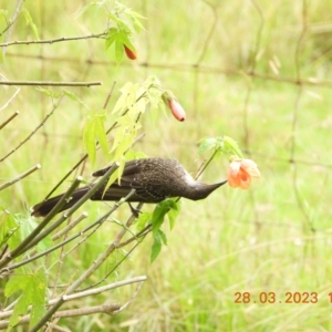 Anthochaera chrysoptera at Oakdale, NSW - 28 Mar 2023