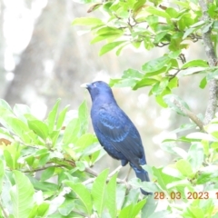 Ptilonorhynchus violaceus (Satin Bowerbird) at Wollondilly Local Government Area - 27 Mar 2023 by bufferzone