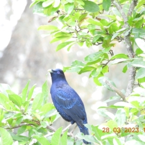 Ptilonorhynchus violaceus at Oakdale, NSW - suppressed