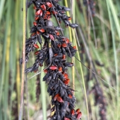 Gahnia subaequiglumis (Bog Saw-sedge) at Paddys River, ACT - 26 Mar 2023 by JaneR