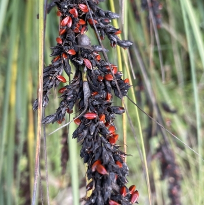 Gahnia subaequiglumis (Bog Saw-sedge) at Gibraltar Pines - 26 Mar 2023 by JaneR