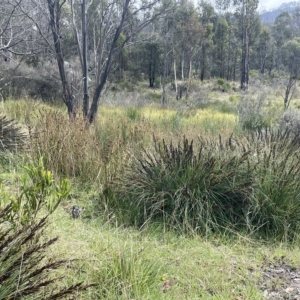 Gahnia subaequiglumis at Paddys River, ACT - 26 Mar 2023