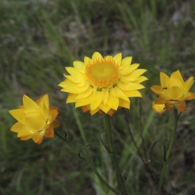 Xerochrysum viscosum (Sticky Everlasting) at Flea Bog Flat, Bruce - 30 Oct 2022 by michaelb