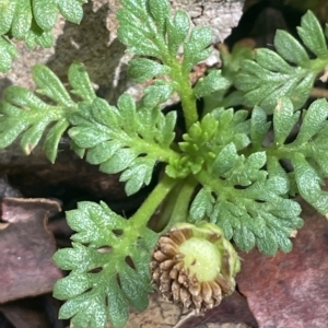 Leptinella filicula at Cotter River, ACT - 26 Mar 2023