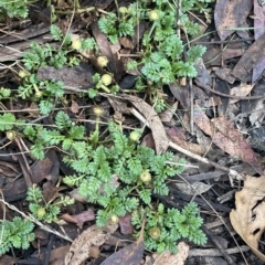 Leptinella filicula at Cotter River, ACT - 26 Mar 2023