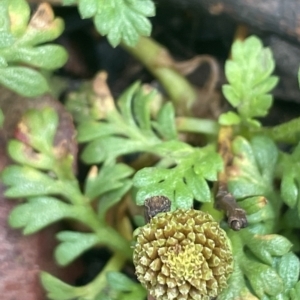 Leptinella filicula at Cotter River, ACT - 26 Mar 2023