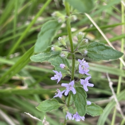 Mentha diemenica (Wild Mint, Slender Mint) at Cotter River, ACT - 26 Mar 2023 by JaneR