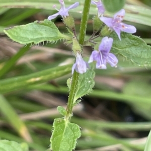 Mentha diemenica at Cotter River, ACT - 26 Mar 2023