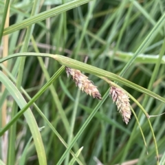 Carex gaudichaudiana (Fen Sedge) at Tennent, ACT - 26 Mar 2023 by JaneR