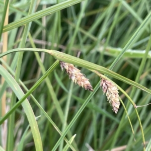 Carex gaudichaudiana at Tennent, ACT - 26 Mar 2023 04:26 PM