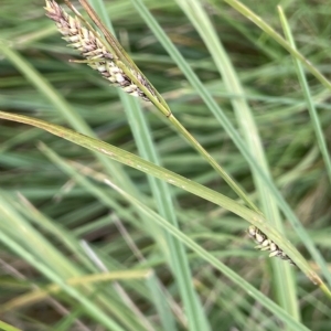 Carex gaudichaudiana at Tennent, ACT - 26 Mar 2023