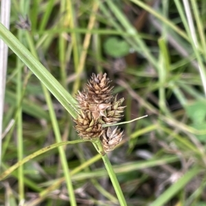 Carex inversa at Cotter River, ACT - 26 Mar 2023 03:18 PM