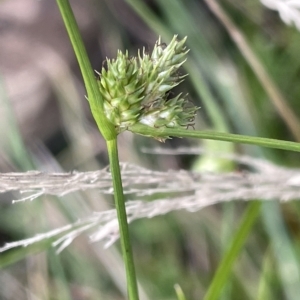 Carex inversa at Cotter River, ACT - 26 Mar 2023 03:18 PM