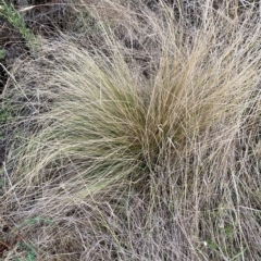 Nassella trichotoma (Serrated Tussock) at Watson, ACT - 27 Mar 2023 by waltraud