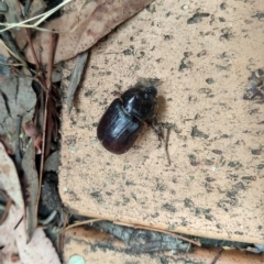 Dasygnathus sp. (Rhinoceros beetle) at Greenleigh, NSW - 22 Mar 2023 by LyndalT
