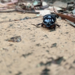 Dasygnathus sp. (genus) at Greenleigh, NSW - 22 Mar 2023