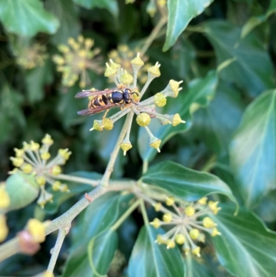 Vespula germanica (European Wasp, German Yellowjacket Wasp) at Hackett, ACT - 24 Mar 2023 by waltraud