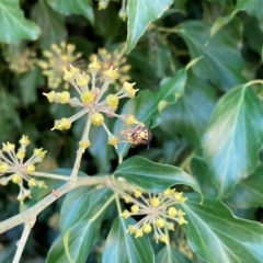 Vespula germanica at Hackett, ACT - 24 Mar 2023