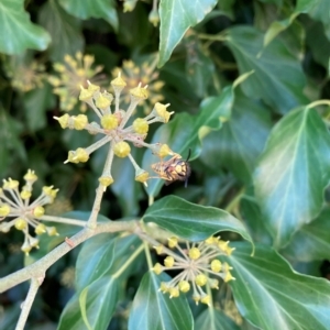 Vespula germanica at Hackett, ACT - 24 Mar 2023