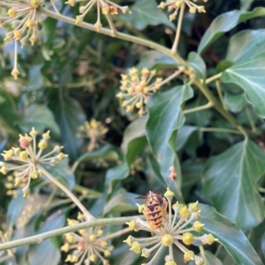 Vespula germanica at Hackett, ACT - 24 Mar 2023