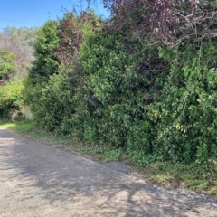 Hedera helix (Ivy) at Hackett, ACT - 24 Mar 2023 by waltraud