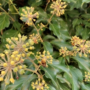 Hedera sp. (helix or hibernica) at Hackett, ACT - 24 Mar 2023