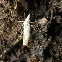 Culladia cuneiferellus (Crambinae moth) at Charleys Forest, NSW - 27 Mar 2023 by arjay