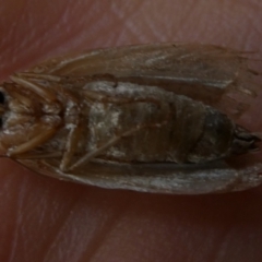 Lymantriinae (subfamily) (Unidentified tussock moths) at Mongarlowe River - 23 Mar 2023 by arjay