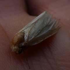 Lymantriinae (subfamily) at Charleys Forest, NSW - suppressed