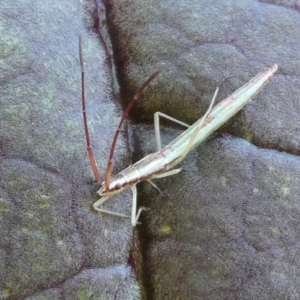 Mutusca brevicornis at Charleys Forest, NSW - 12 Mar 2023