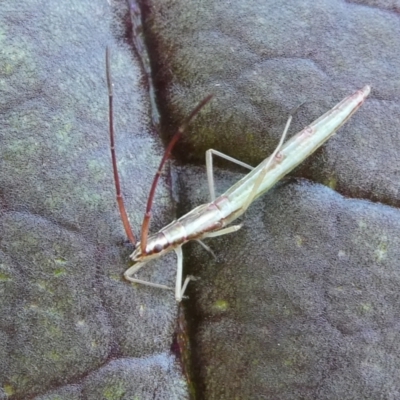 Mutusca brevicornis (A broad-headed bug) at Mongarlowe River - 12 Mar 2023 by arjay