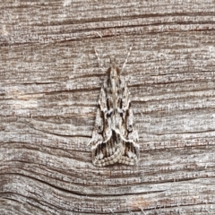 Scoparia oxygona (A Pyralid moth) at Yass River, NSW - 26 Mar 2023 by SenexRugosus
