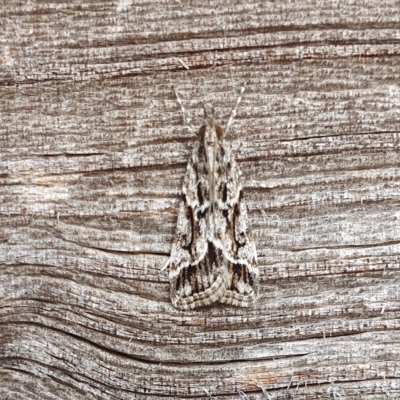 Scoparia oxygona (A Pyralid moth) at Yass River, NSW - 26 Mar 2023 by SenexRugosus