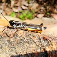 Macrotona australis at Gundaroo, NSW - 28 Mar 2023 11:36 AM