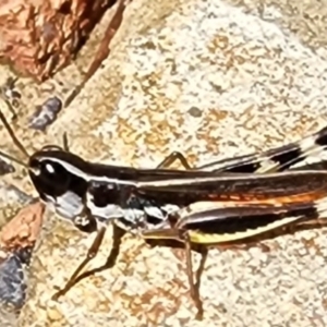 Macrotona australis at Gundaroo, NSW - 28 Mar 2023