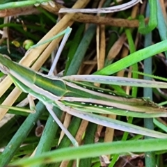 Acrida conica (Giant green slantface) at Gundaroo, NSW - 28 Mar 2023 by Gunyijan