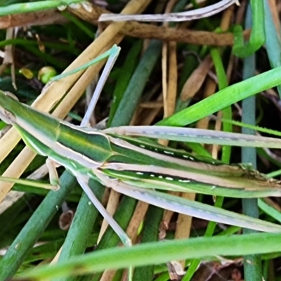 Acrida conica (Giant green slantface) at Gundaroo, NSW - 28 Mar 2023 by Gunyijan