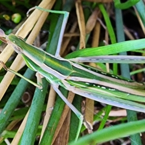 Acrida conica at Gundaroo, NSW - 28 Mar 2023 11:33 AM