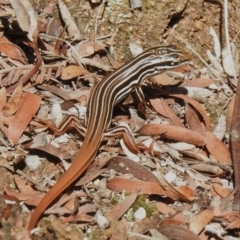Ctenotus taeniolatus (Copper-tailed Skink) at Coree, ACT - 28 Mar 2023 by JohnBundock
