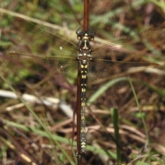 Synthemis eustalacta (Swamp Tigertail) at Coree, ACT - 27 Mar 2023 by JohnBundock